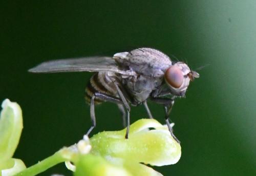 Minettia tabidiventris